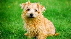 Norfolk terrier (foto): czuły przyjaciel i łowca